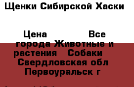 Щенки Сибирской Хаски › Цена ­ 20 000 - Все города Животные и растения » Собаки   . Свердловская обл.,Первоуральск г.